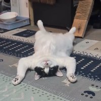 両前足を床につけてへそ天している猫