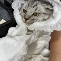牡蠣にそっくりな猫