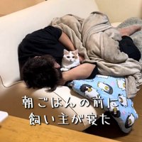 抱きしめられる猫