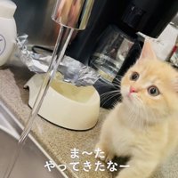 蛇口から流れる水を見るマンチカン