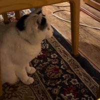 テーブルの下で待つ猫