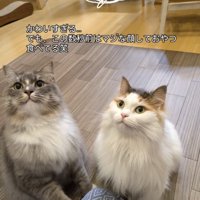 飼い主におやつをもらう2匹のサイベリアン