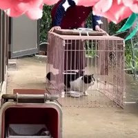 ケージ内に入った猫%日かけて無事に保護