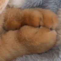 茶トラ猫の合わせた手