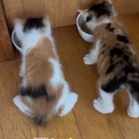 2匹並んで食事をしている子猫