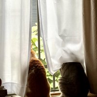 窓の外を見つめる茶白猫とキジトラ猫の背中
