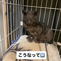 遠くに座り込む猫