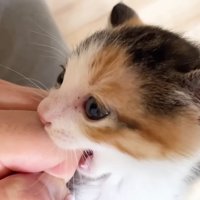 噛みつく子猫