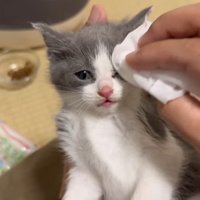 顔を拭かれる白グレーくん