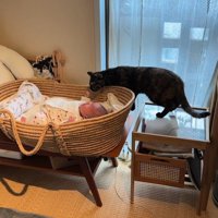 赤ちゃんのベッドに近づく猫