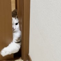 必死な猫