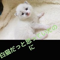 毛布の上でくつろぐ子猫