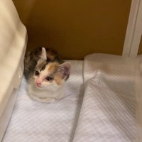 保護された子猫