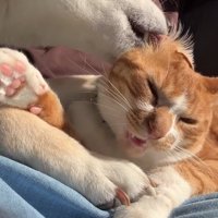半目になっている猫の耳を舐めている柴犬