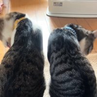 並んで座って自分の毛づくろいをしている2匹の猫