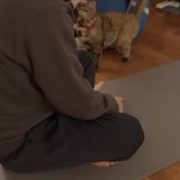 筋トレ中の飼い主に近づくサビ猫