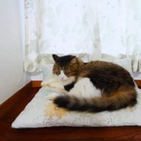くつろぐ猫