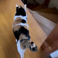 ついてきているか確認するミケちゃん：