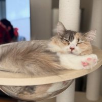 透明ボウルの中で寝る猫