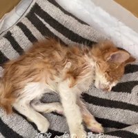 ぐったりした子猫
