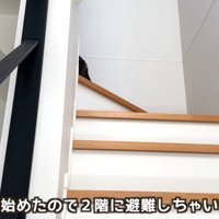 階段をのぼって二階にあがっていく猫