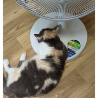 猫と扇風機