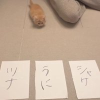 3枚の紙と猫