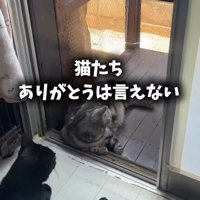 外を見ながら寝そべる猫たち