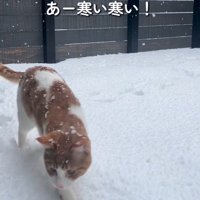 雪の上を歩いてきた猫