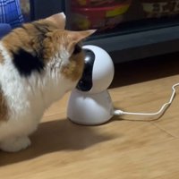 カメラに顔を寄せる猫