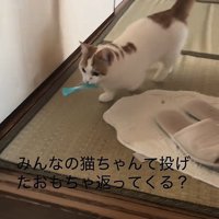 おもちゃをくわえて歩いている猫