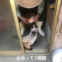 おじいちゃんと猫