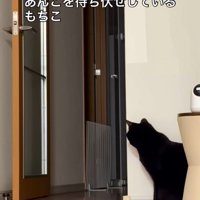 壁の影に隠れる猫