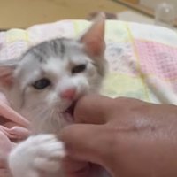 人の手を齧る子猫の正面アップ