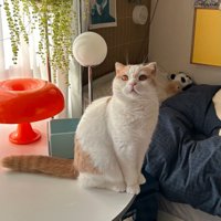 テーブルの上に座って上を見つめる猫