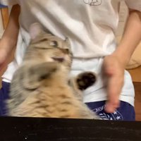 女性の手の方へ体を向ける猫