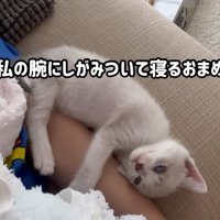 飼い主の腕で寝る子猫