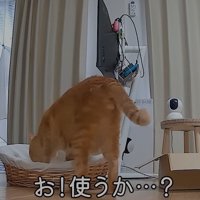 ラタンベッドのにおいを嗅ぐ猫