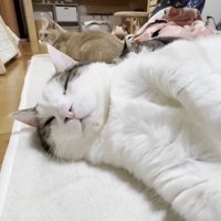 豆大福くんのアップ