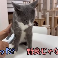 テロップ「ほんとに野良だった？」