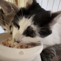 食事中の猫
