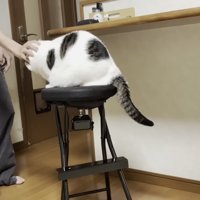 撫でられる猫の写真2