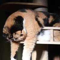 キャットタワーから上半身を乗り出す三毛猫のアップ