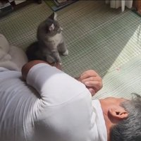 日向ぼっこする猫