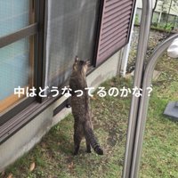家の中を見る猫の後ろ姿