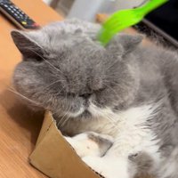 斜め上から見た猫