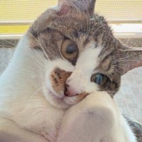 網戸と窓の間に挟まっている猫