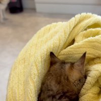 タオルに顔をうずめる子猫