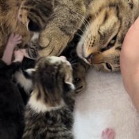 生まれたばかりの子猫たちに寄り添うアメルちゃん