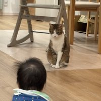 向き合う猫と赤ちゃん